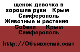 щенок девочка в хорошие руки - Крым, Симферополь Животные и растения » Собаки   . Крым,Симферополь